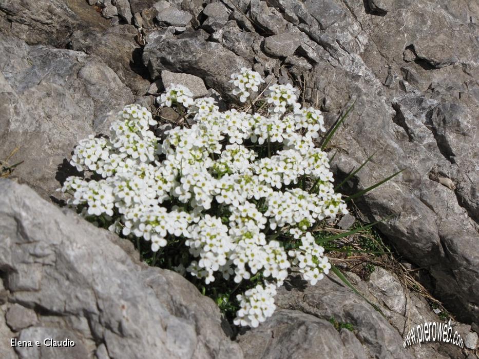 09 Fiori rocciosi.JPG